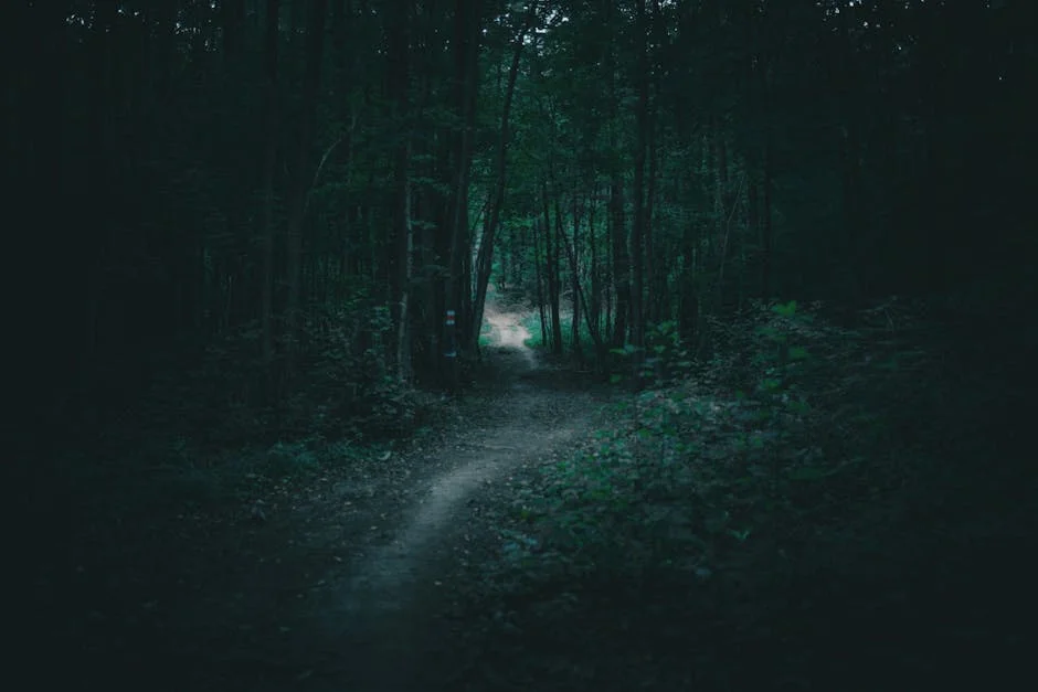 Sentier mystérieux dans une forêt sombre du Berry
